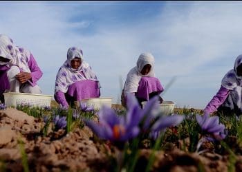 ایجاد یک مرکز پردازش زعفران در کندهار