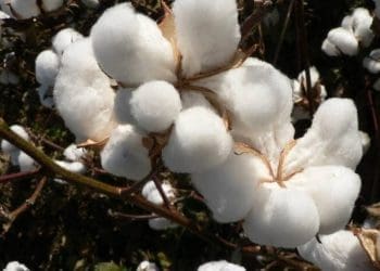 طالبان: حاصلات پنبه نسبت به سالِ پار ۴۱ درصد افزایش یافته‌است