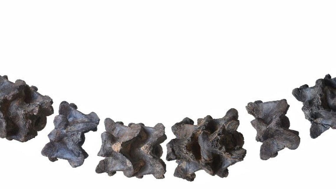 کشف بقایای یک مار غول‌پیکر در هند