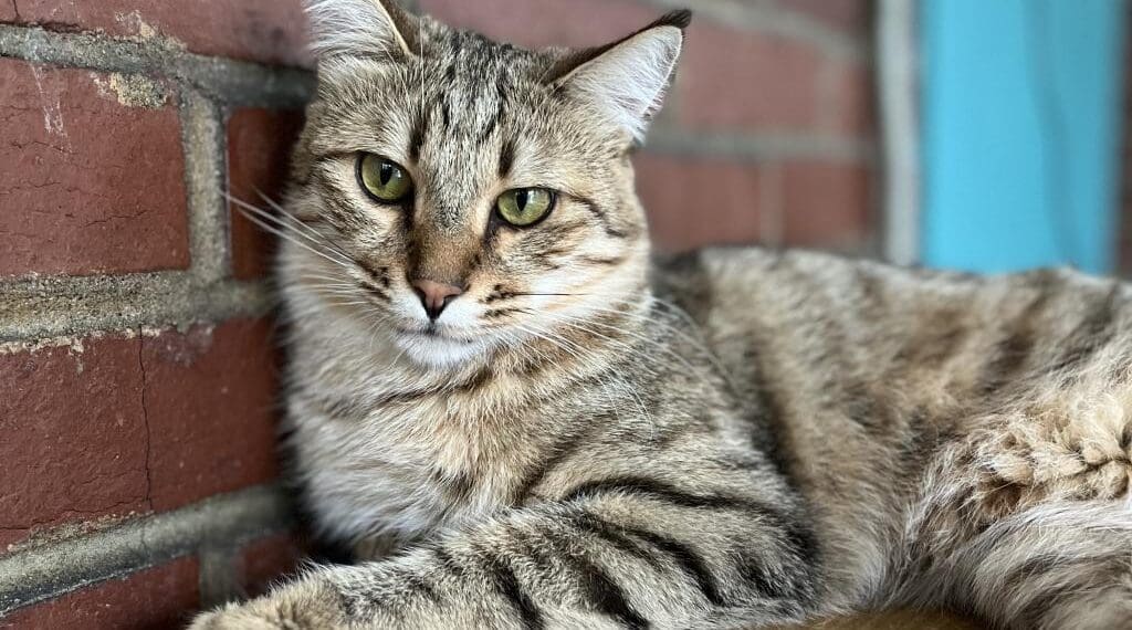 اسکریپس نیوز: صدها حیوان از افغانستان به امریکا انتقال خواهند یافت