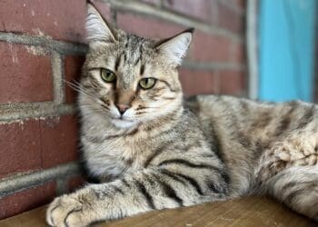 اسکریپس نیوز: صدها حیوان از افغانستان به امریکا انتقال خواهند یافت