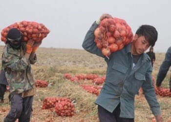 نخستین محموله‌ی پیاز از کنر به هند صادر شد