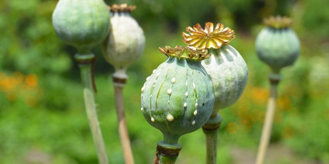 وزیر داخله‌ی طالبان: کشت مواد مخدر در افغانستان به صفر رسیده است