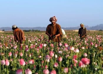 طالبان هم‌چنان از قاچاق «ذخایر انبوه» مواد مخدر سود می‌برند