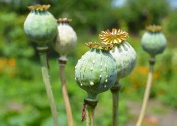 وزیر داخله‌ی طالبان: کشت مواد مخدر در افغانستان به صفر رسیده است