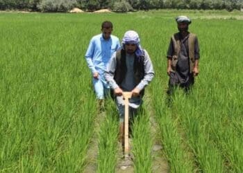 دیپلومات: تلاش طالبان برای «خودکفایی» در کشاورزی «دست‌یافتنی» نیست