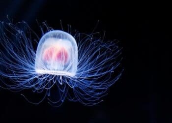 عروس دریایی؛ موجودی که نمی‌میرد