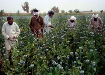 ملل متحد: تولید تریاک در افغانستان نسبت به سال گذشته ۳۰ درصد افزایش یافته است