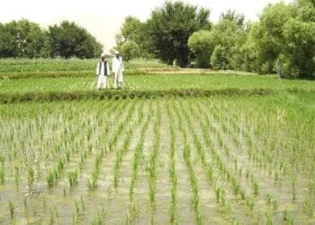 طالبان می‌گوید که تولید برنج در کشور ۹ درصد افزایش یافته‌است
