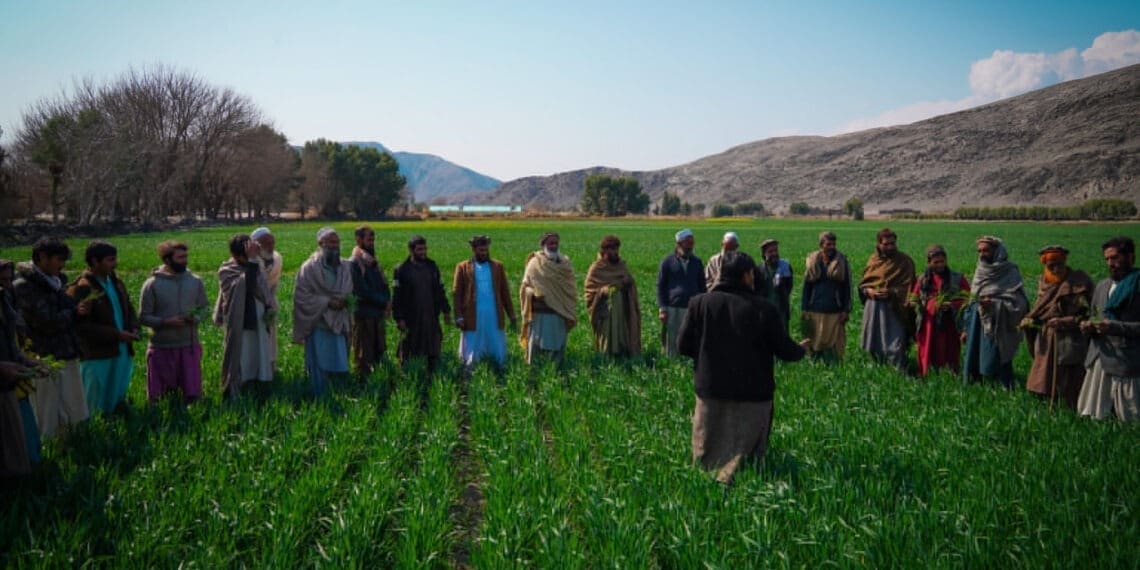 «فاو» می‌گوید که در سال گذشته برای بیش از ۱۹ هزار کشاورز در کشور برنامه آموزشی برگزار کرده‌است