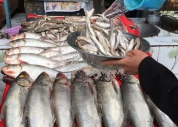 طالبان می‌گوید که سالانه ۲۰۰ متریک تُن گوشت ماهی در ننگرهار تولید می‌شود