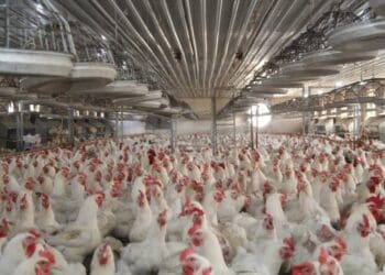 طالبان می‌گوید که در فارم‌های مرغداری کشور یک میلیارد دالر امریکایی سرمایه گذاری شده‌است