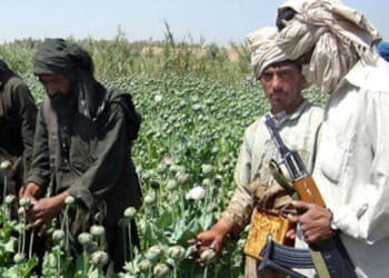 دیپلمات: طالبان در پی توقف کمک‌ها، به کشت مواد مخدر باز می‌گردد
