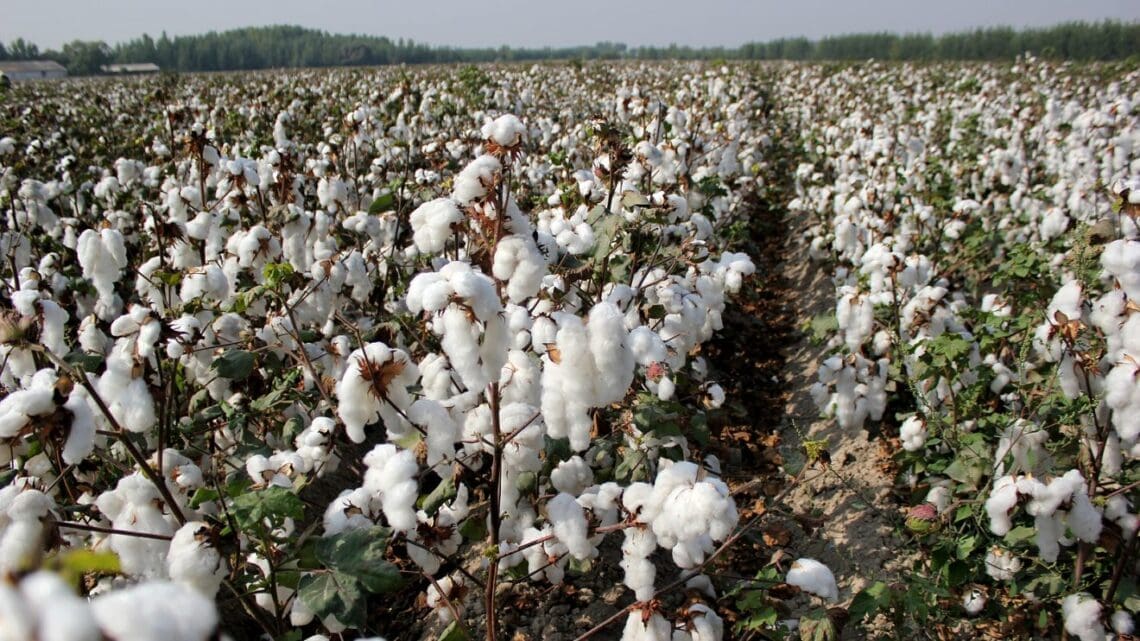 طالبان می‌گوید که تولید پنبه در کشور «۳۰ درصد» افزایش یافته است
