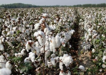 طالبان می‌گوید که تولید پنبه در کشور «۳۰ درصد» افزایش یافته است