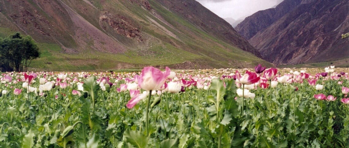 ملل متحد: ذخایر تریاک «احتمالاً» مانع فروپاشی کامل اقتصاد افغانستان شده‌است