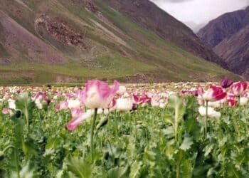 ملل متحد: ذخایر تریاک «احتمالاً» مانع فروپاشی کامل اقتصاد افغانستان شده‌است
