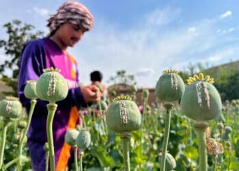 یک شهروند افغانستان با ۴۳ کیلوگرام تریاک در کویته بازداشت شد