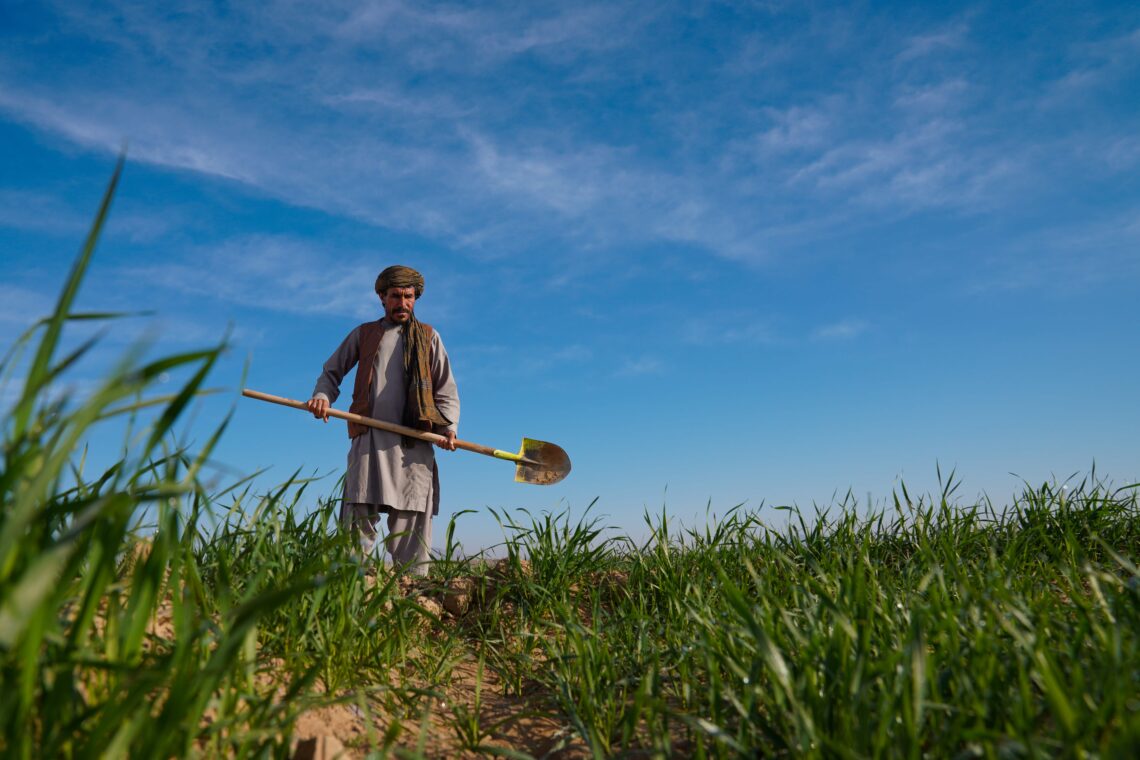 پروژهی 10 میلیون پوندی ملل متحد و بریتانیا در بخشهای کشاورزی و دامداری افغانستان