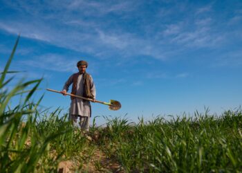 پروژه‌ی 10 میلیون پوندی ملل متحد و بریتانیا در بخش‌های کشاورزی و دام‌داری افغانستان