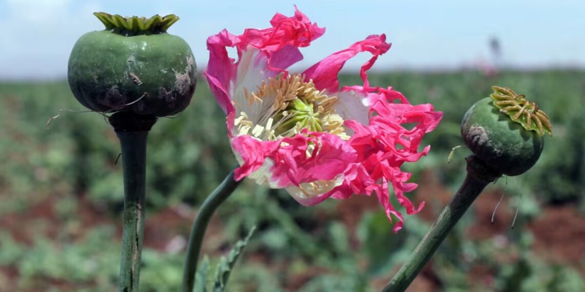 پس از ممنوعیت طالبان؛ ایران شروع به کشت قانونی تریاک می‌کند