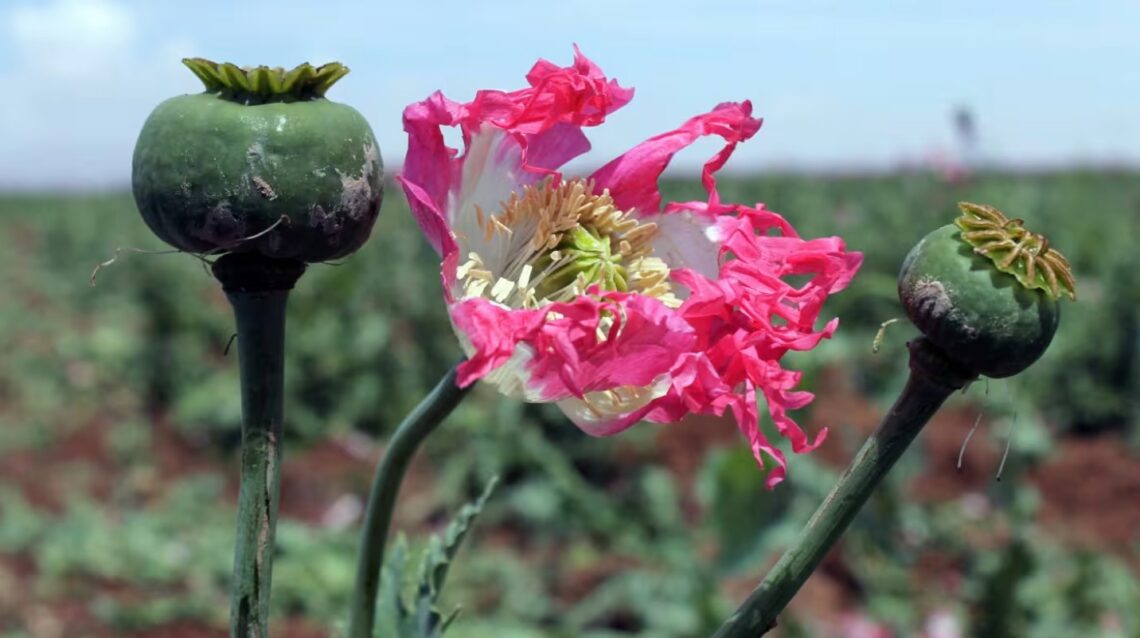 پس از ممنوعیت طالبان؛ ایران شروع به کشت قانونی تریاک میکند