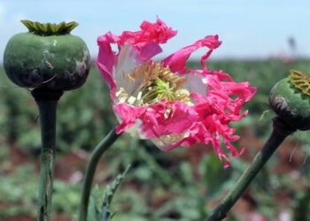 پس از ممنوعیت طالبان؛ ایران شروع به کشت قانونی تریاک می‌کند